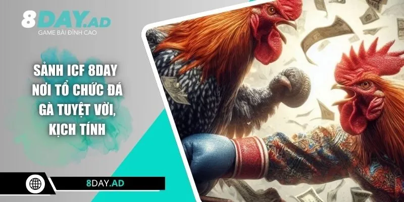 Sảnh ICF 8DAY - Nơi Tổ Chức Đá Gà Tuyệt Vời, Kịch Tính