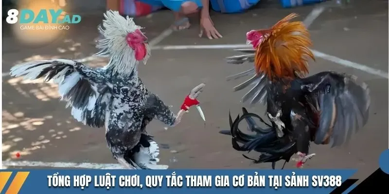 Tổng hợp luật chơi, quy tắc tham gia cơ bản tại sảnh SV388 